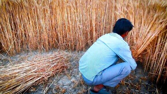 亚洲人用镰刀收割小麦