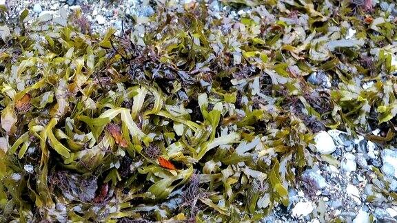 波罗的海鲁根岛岸边的棕色藻类