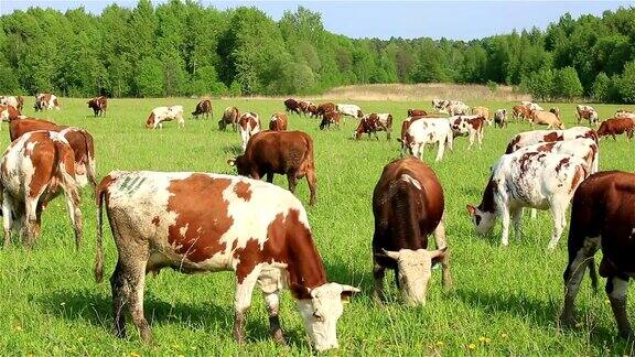 夏天一群奶牛在绿色的草地上吃草