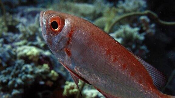 鱼儿在印度尼西亚海底游泳特写