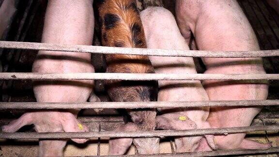 养殖场里进食的猪