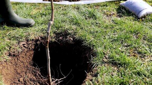 一个年轻人在他的院子里用铁锹挖了一个洞来种一棵梨树