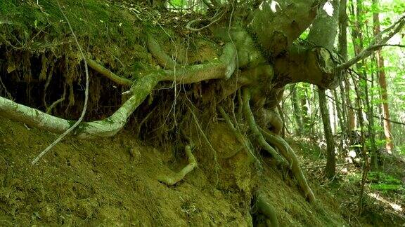 树林中的一棵连根拔起的树