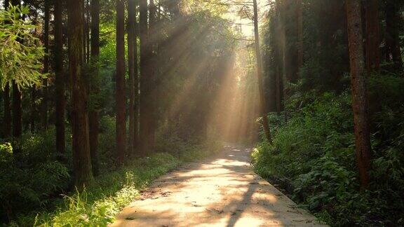 晨光穿过森林的道路