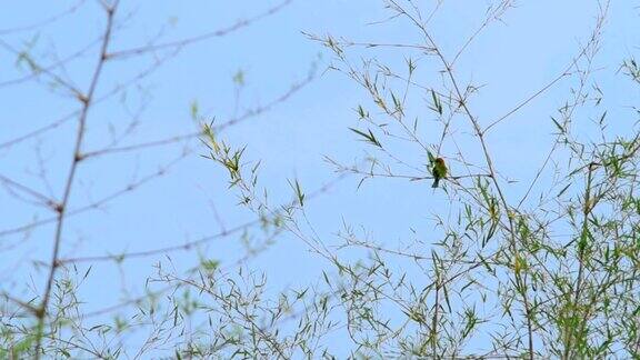 树枝上有食蜂鸟