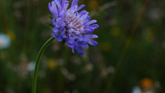 夏天草地上盛开的紫色花朵