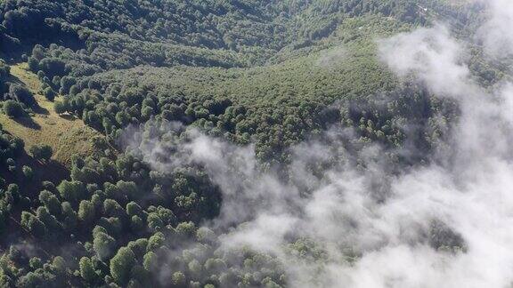 雾笼罩着山上的森林鸟瞰图