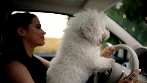 女人和狗开着车