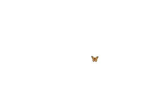 动画黑橙色蝴蝶飞在白色的背景