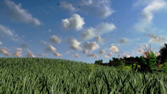 绿色的草地时光流逝的云田园风光