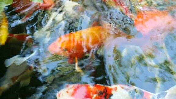 花式鲤鱼在池塘里游泳