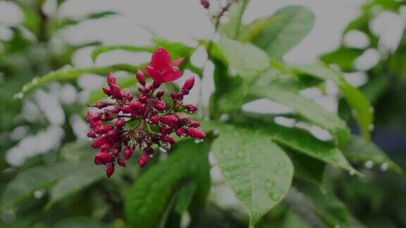 雨后花园里的红花