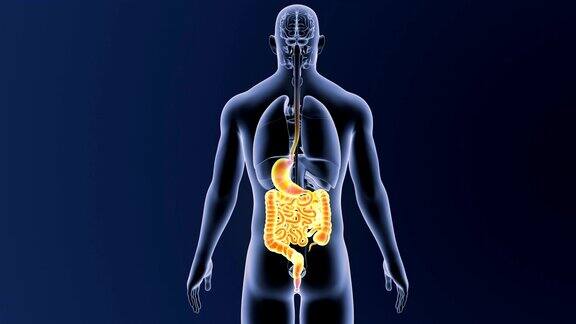胃和肠与器官