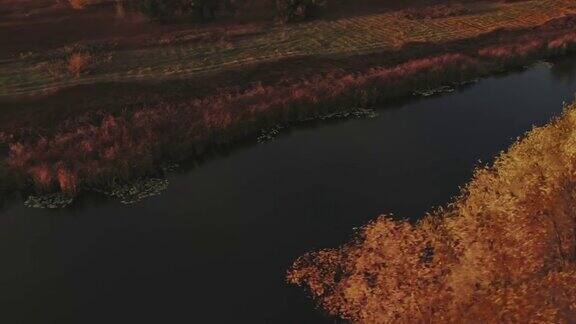 鸟瞰图直升机飞过大河沿河的芦苇和草地黄色叶子的树木倒映在黑暗的河水里金秋的村庄乡村风景秀丽4kProRes
