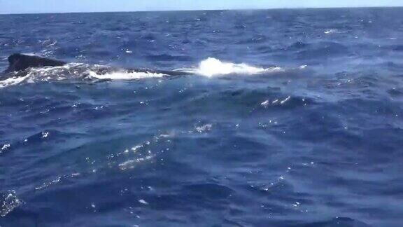 鲸鱼的背部露出海面