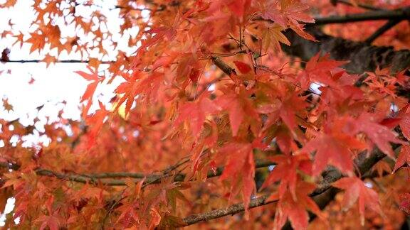 红叶在日本岐阜的森林秋天