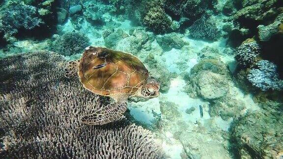 一只绿海龟(CheloniaMydas)在菲律宾的热带珊瑚礁上