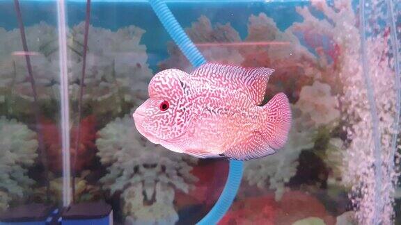 美丽的罗汉水族馆珍奇宠物鱼花角鱼