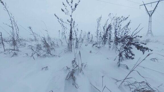 干燥的草在风和飘雪在冬季时间