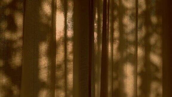 夏天在夕阳的余辉中树木在房间的窗帘上投下阴影