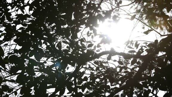 阳光透过树枝