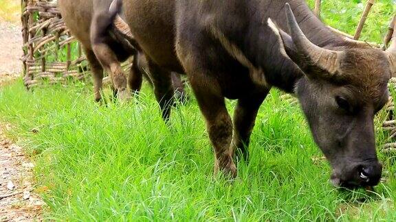 水牛在田野里放牧