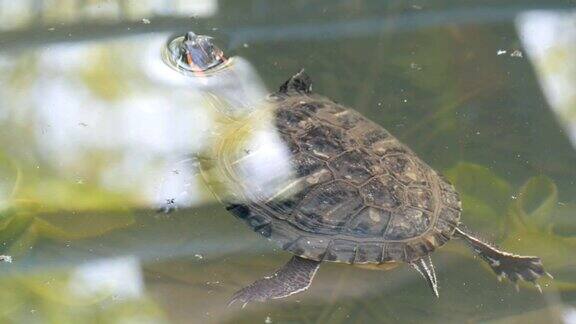 红腹龟和其他乌龟一起在池塘里游泳