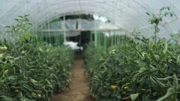 温室和西红柿