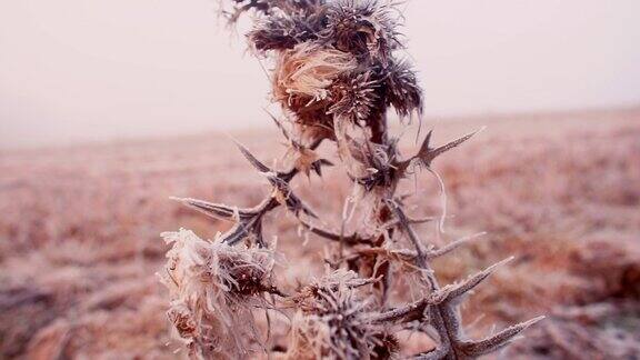 第一次霜冻时一株多刺植物的特写