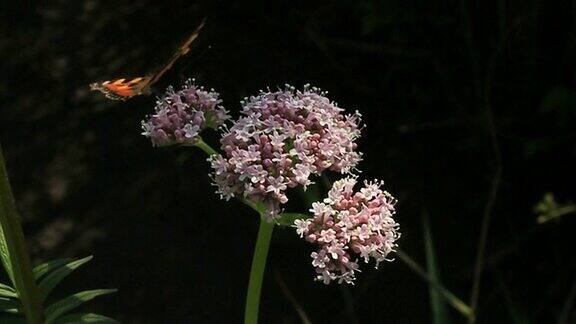 欧洲孔雀蝶在花上