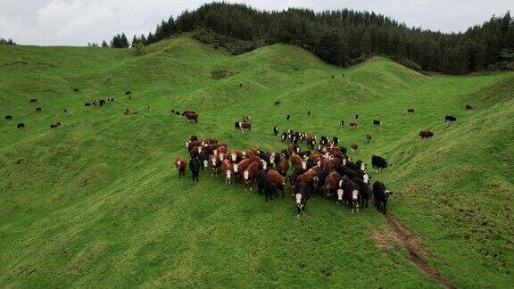 肥美农田上的牛群
