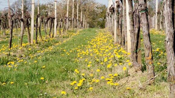 宁静田园诗般的蒲公英生长在阳光收获的葡萄园MoravskeToplice斯洛文尼亚