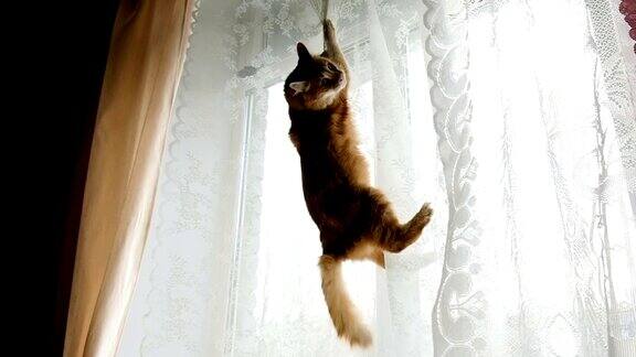 红猫挂在窗帘上慢动作跳了下来
