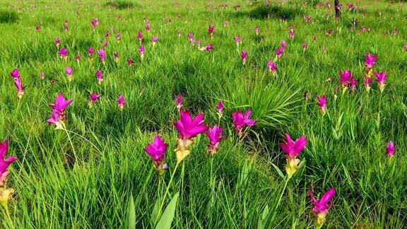 暹罗郁金香泰国恰亚芬省的粉红色花朵