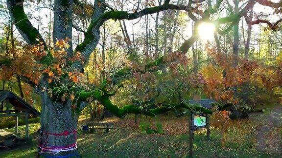 相机在阳光照射下靠近树