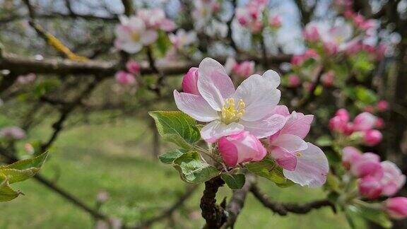 桃花在春天盛开