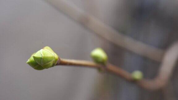 有小芽的树枝春天长出小新芽的树枝