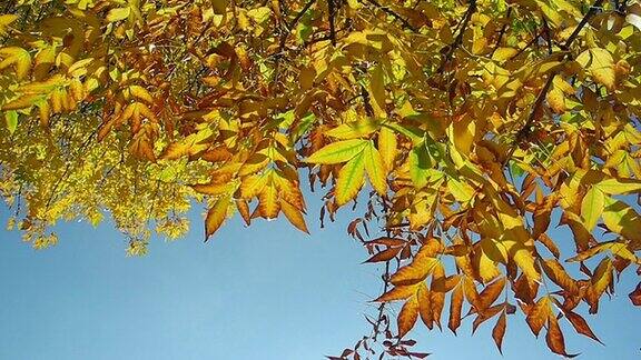 黄叶在风中吹拂