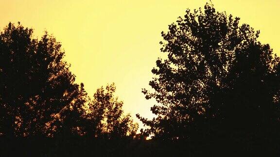 日落时树木的剪影