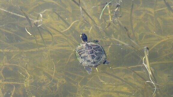 佛罗里达大沼泽地的海龟