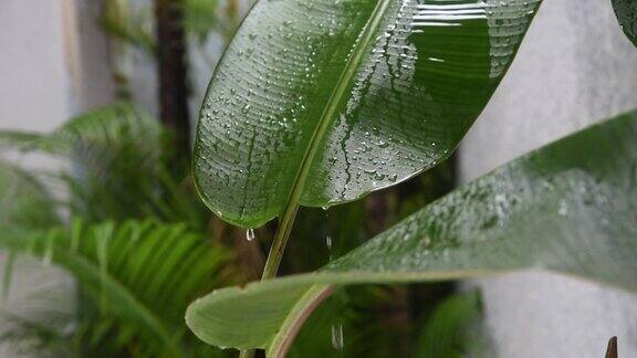 小雨落在花园香蕉树的绿叶上