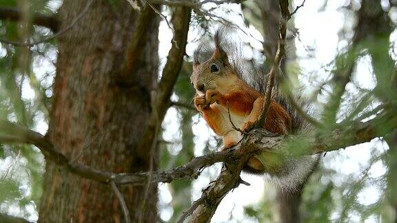 松鼠在树上啃坚果