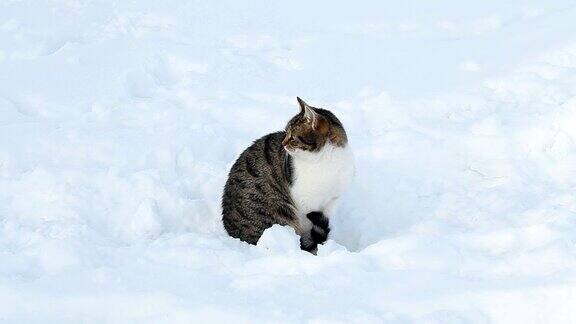 冬天雪地里美丽的猫