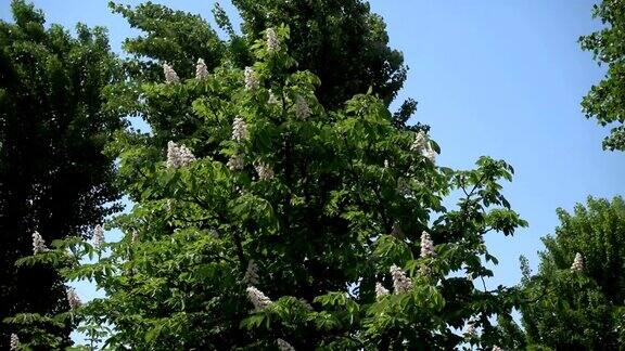 天空中盛开的栗树和白杨