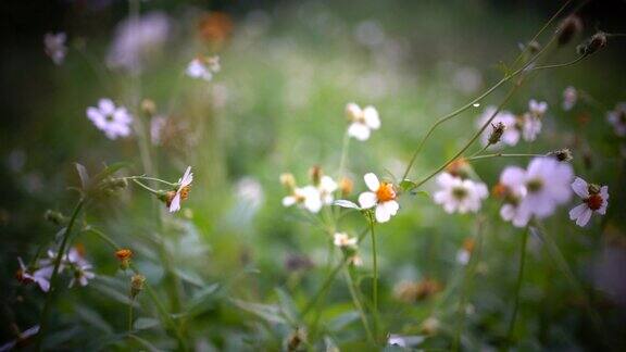 阳光照耀的草地上宁静的野花