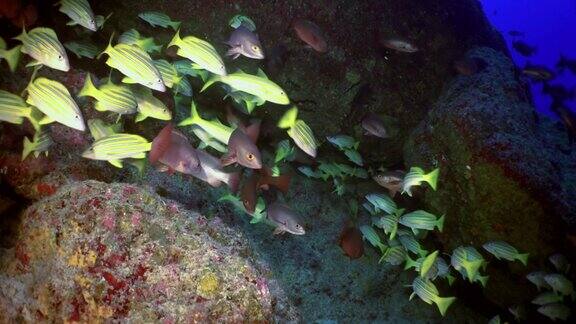鲷鱼的慢动作群在水下的海洋生物