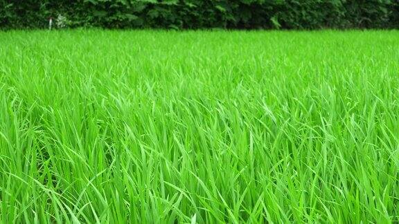 夏日的稻田里稻谷随风摇曳农事如初