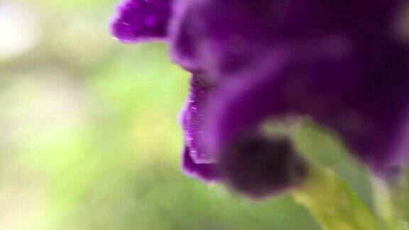 水滴在树上的紫色花朵上;金色的露水滴