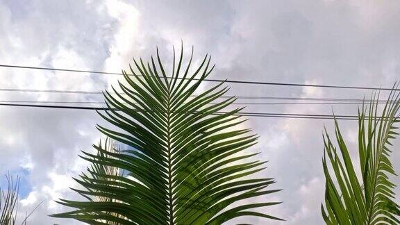 观赏植物的叶子