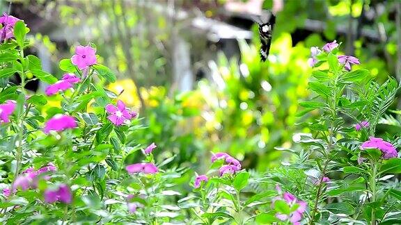 两只蝴蝶在花上飞舞